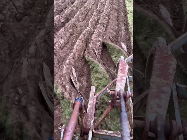 Ploughing with massey 35 and 3 furrow fergy plough #agriculture #countrylife #farmlife #plough