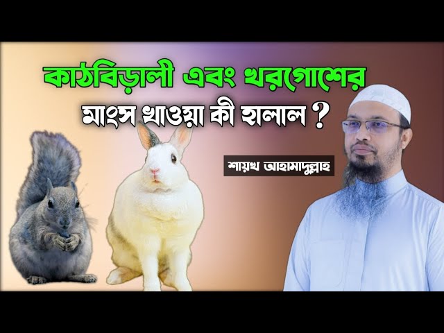 কাঠবিড়ালী এবং খরগোশের মাংস খাওয়া কী হালাল?