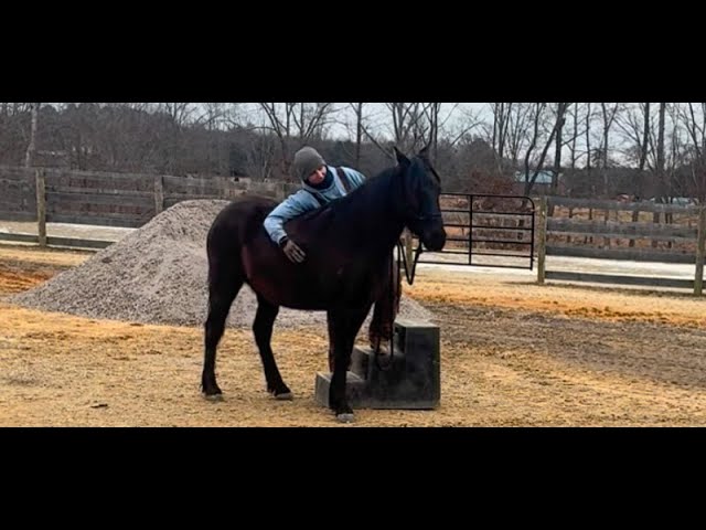 Teaching Astraea to stand at the mounting block