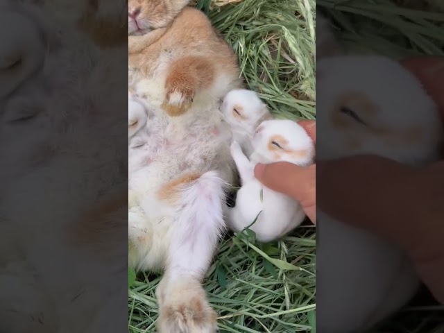 Mama Rabbit and Her Adorable Baby Bunnies 🐇💕 @tianyuanmengchong #rabbitlove