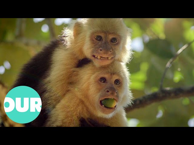 Special Bond Between Costa Rican Monkeys | Extraordinary Animals | Our World