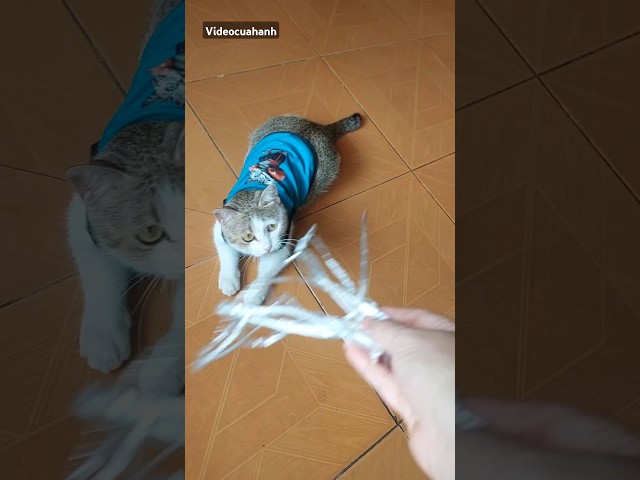 Đồ chơi của sen nhà nghèo #videocuahanh #cat #funny #meo #pets #shorts