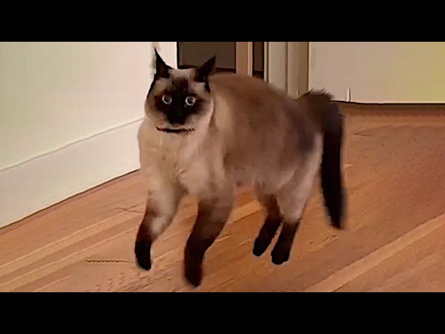 Cats with Comedy Chops 😆Funny and Cute Cats videos 😂