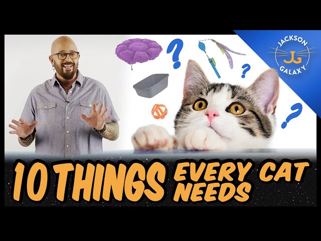 Everything You Need for Your Cat | 10 Cat Essentials for New Guardians