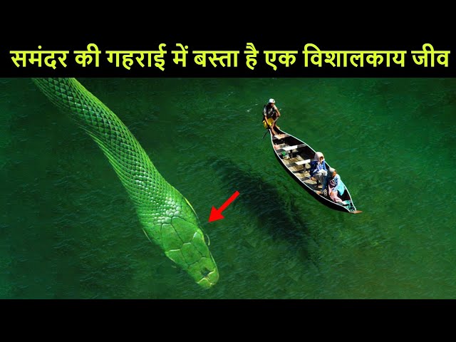 'अनंतशेष' -  समंदर की गहराई में मौजूद है ये डरावना जीव | Mystery of 'Anantshesh'