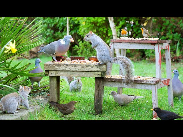 [NO ADS] Katzen TV 😸 Vögel und Eichhörnchen spielen im Garten 🕊️ Videos für katzen