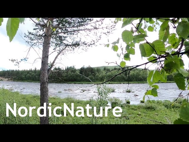 Lapland, Norway: Karasjohka River 360, Finnmark, northernmost part of continental Europe, 69° N.