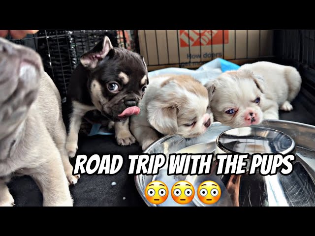 Road trip to Philadelphia 😩🐶🐶😩