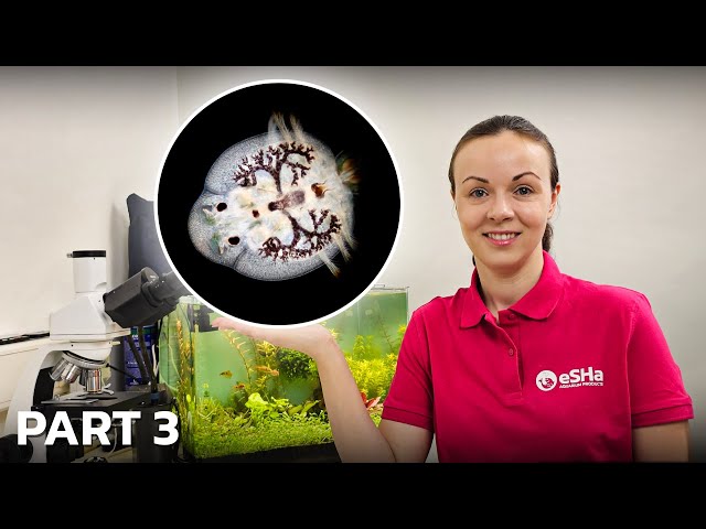 Fish Parasites Under a Microscope • Skin & Gill Flukes, Skin Trematodes, Fish Lice • PART 3