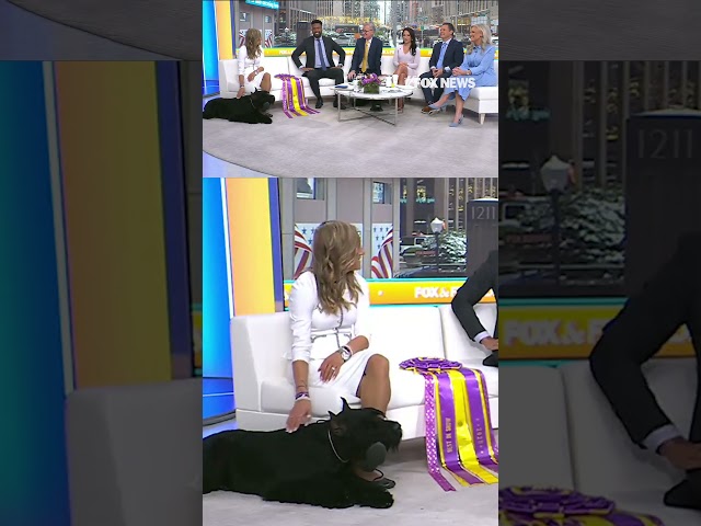 Westminster's 'Best in Show' winner Monty the Giant Schnauzer joins 'Fox & Friends'