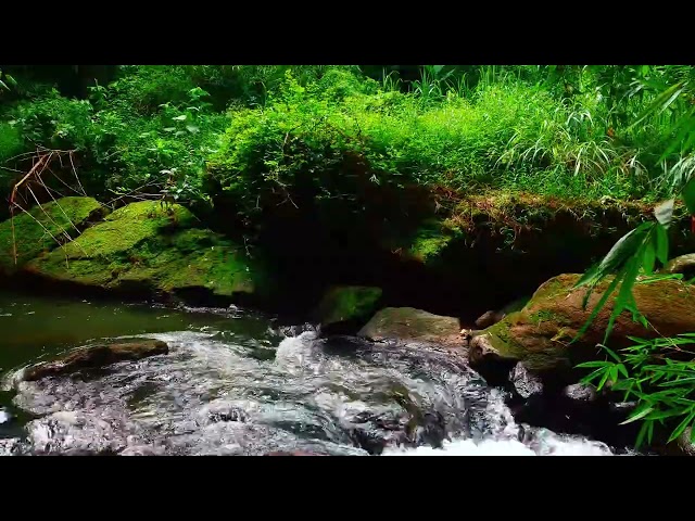 Relax with Babbling Brook Sounds | Natural Sleep Aid for Stress : 10 Hours River Water Sounds