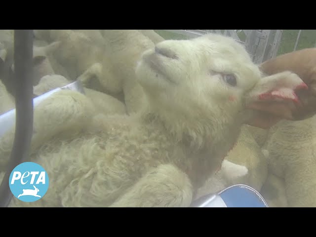 Second PETA Exposé Reveals Rampant Abuse in New Zealand’s Wool Industry