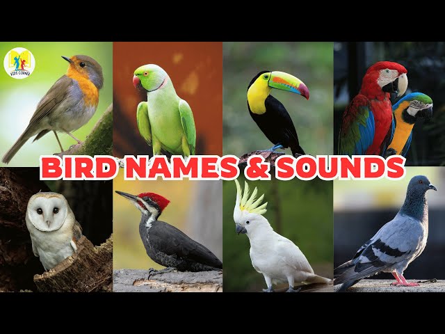 Birds Names & Sounds | Birds Names | Birds Noises | Birds | Kids Learning | Kids Corner