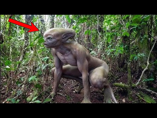 10 Mysterious Creatures Caught On Camera