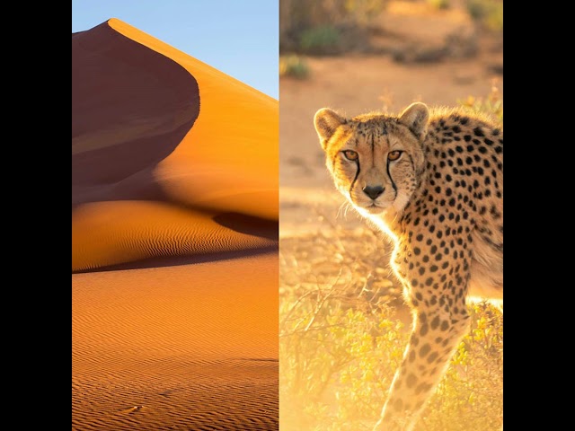 Namibia, Africa: Skeleton Coast, Towering Dunes, Endangered Cheetahs