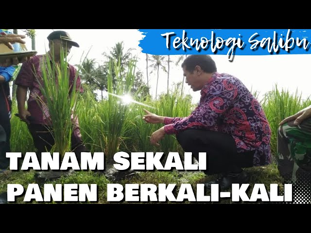 SALIBU 'SALINAN IBU' TANAM SEKALI PANENNYA BERKALI-KALI