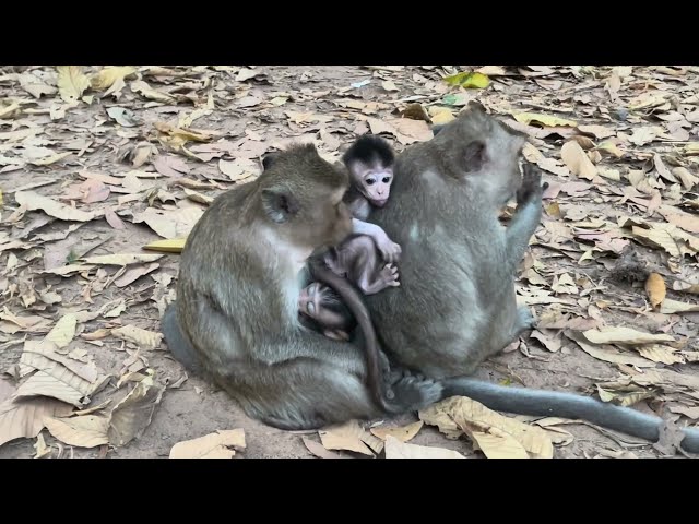 OMG Happiness Family Monkey Breast feeding bibi