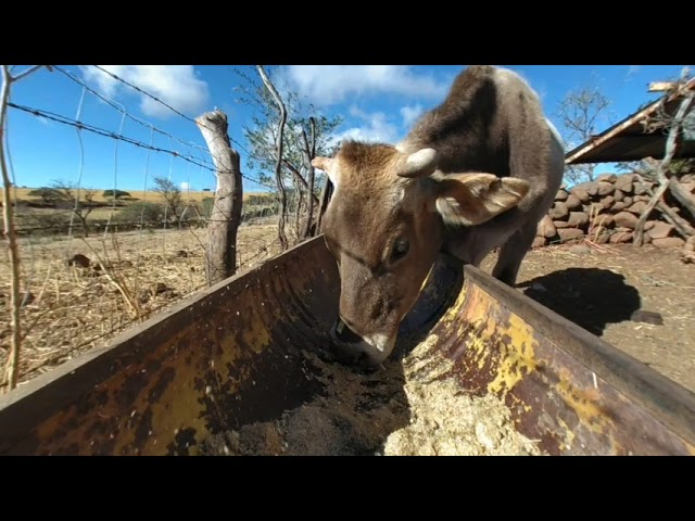 Vacas en realidad virtual | VR Experience #28