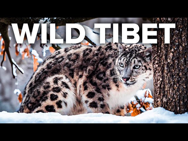 TIBET | The Struggle for Survival in the Himalaya - Animal documentary