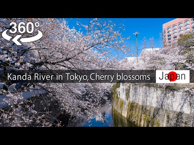 【Japan-360°video】Kanda River in Tokyo, Cherry blossoms viewing 桜(Sakura) 【5K VR】