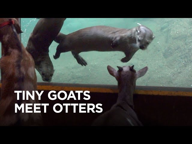 Tiny Goats Visit River Otters