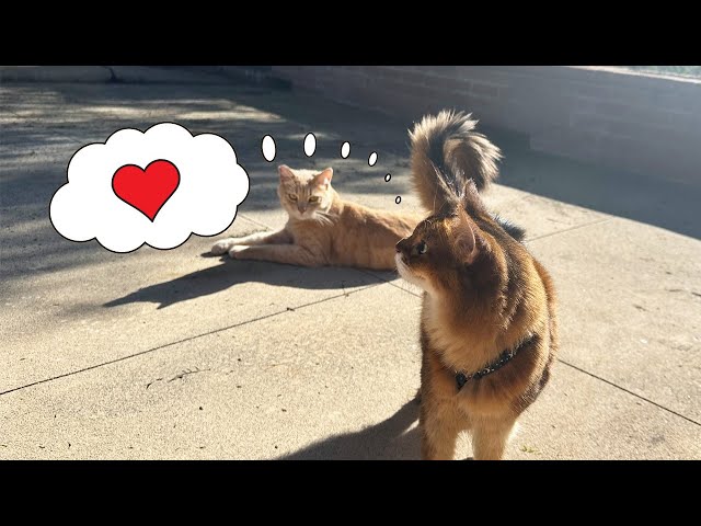 Summer the Cat Reveals Her One True Love  #cat #catvideo