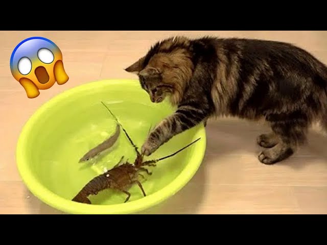 Funniest Animals 2024 🤣😅 New Funny Cats and Dogs Videos 😸🐶