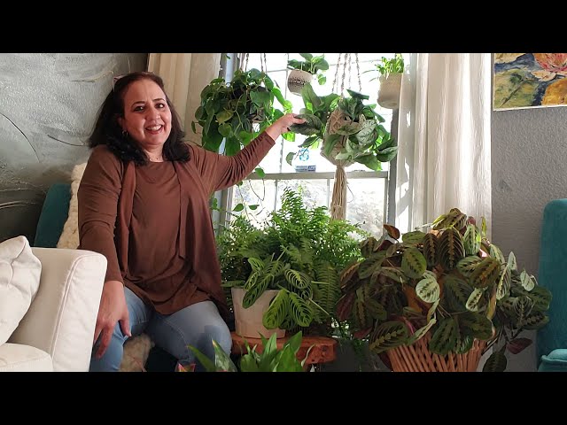 Plantas de interior con necesidad de luz media para decorar tu hogar