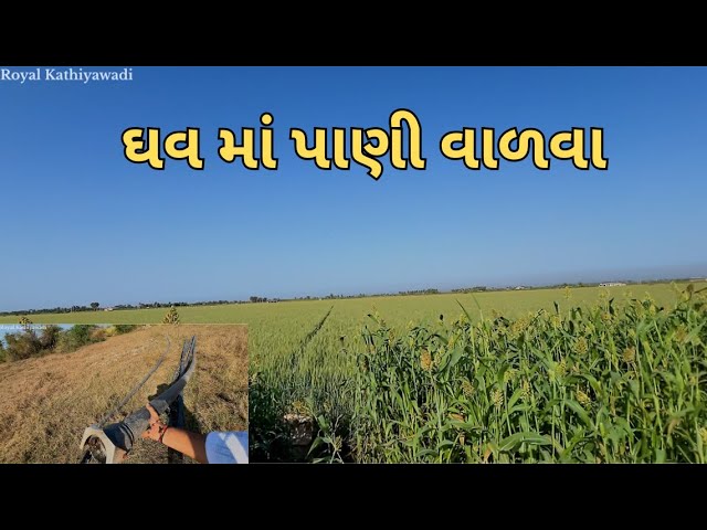 ઘવ માં છેલું પાણી પાઇ દીધું/Gujarati Vlog #vlog #farming