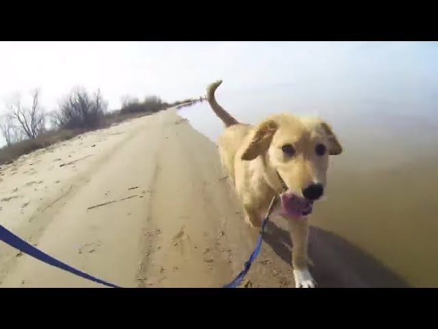 This Dog Met Her Mom Again After Months Apart, And Their Reunion Will Tug At Your Heartstrings