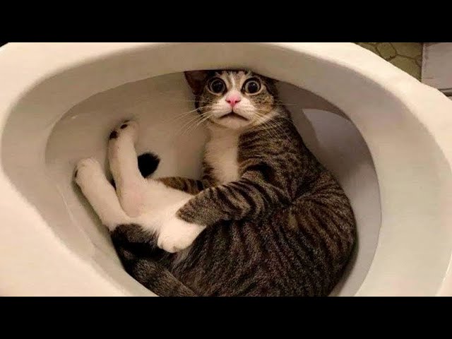 3 min of Funny Cats Compilation #2/Best ever/