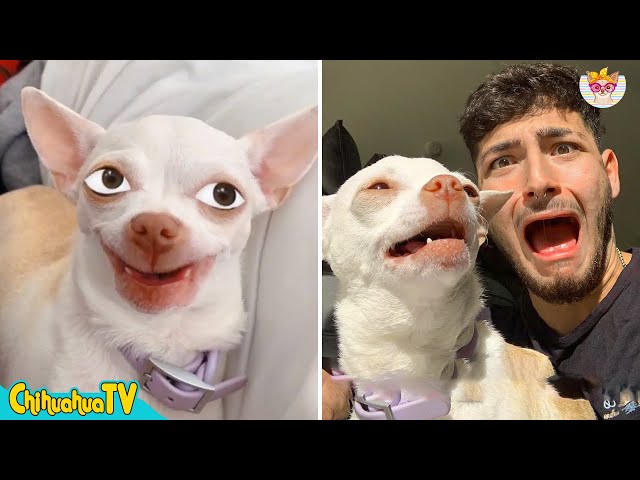 50 Shades of Anger Chihuahua 👿🐶💙5 | Niki's (mreviatar) - ChihuahuaTV