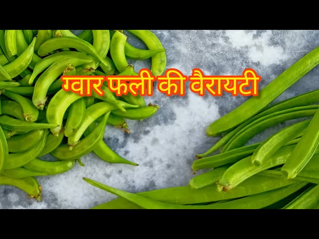 ग्वार फली की वैरायटी 🌱 ग्वार के पौधे, ग्वार की फली 😋 अच्छे किस्म का ग्वार, ग्वार फली की सब्जी