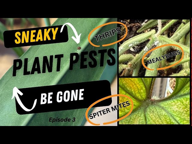 Pest Control and Prevention. Dealing with houseplant Pests.  Plant Basics Series.....Episode 3