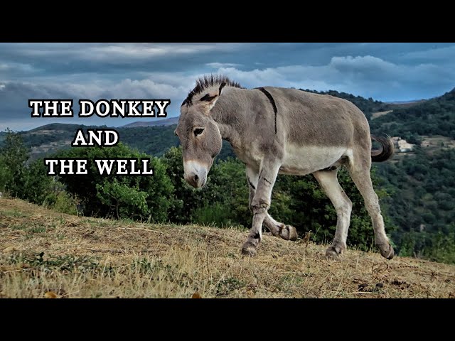 Never Give Up! The Donkey and the Well – Best Moral Story