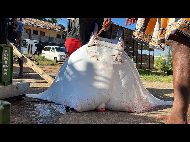 Caught a huge Mobula Fish Exploring Sri Lanka’s Wilderness Village A Cultural Fish Market Adventure