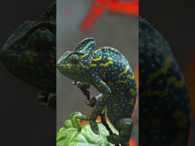 Unbelievable chameleon Facts You Never Knew Existed! #funfacts #animals #viralnews #science #stories