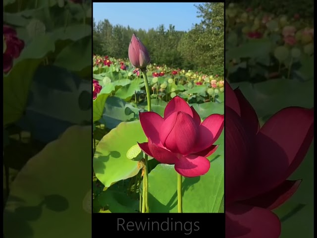 A very graceful unfolding of lotus petals  😍 Rewinding  #lotusflower #love #beautiful #trending