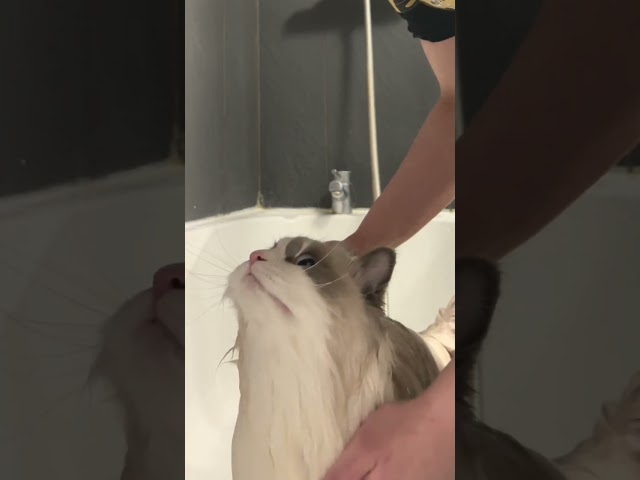 How to maintain your ragdoll cat’s fur by bathing them - CAT GROOMING❤️ - TheFancyCatsWorld