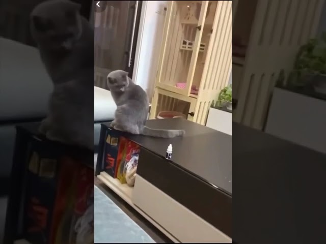 Seeing something on the table bothers them 😂 ! FUNNY CAT VIDEO #shorts