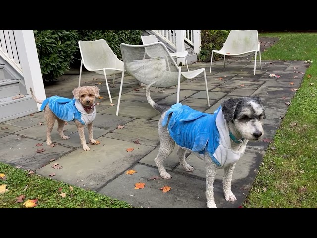 Sharks on the move... #dog #rocky #puppy #billie #shark #babyshark #halloween #halloween2023