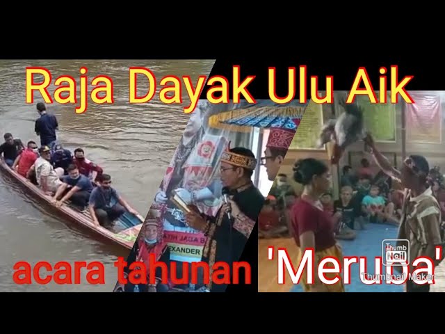 #maruba #dayak #kalimantan acara Tahunan Raja Dayak Ulu Aik