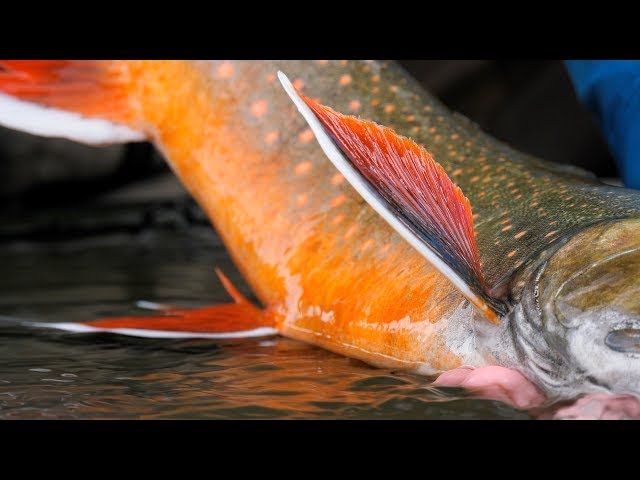 Aniak Mousing *TRAILER* - Alaska Fly Fishing by Todd Moen