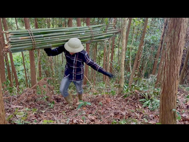 Building a new life Episode 16 | Collecting Bamboo