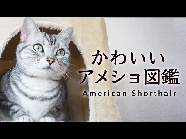 【にゃんこ図鑑】かわいいアメリカンショートヘアの世界✨