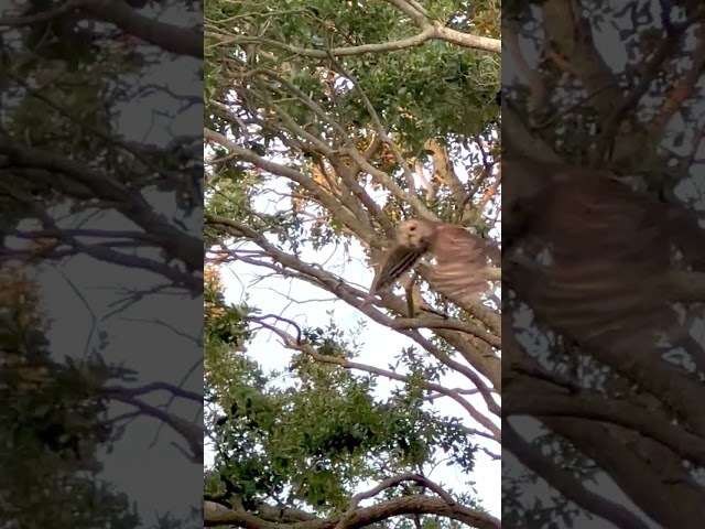 BIG OWL TAKEOFF - COOL BIRDS UP CLOSE