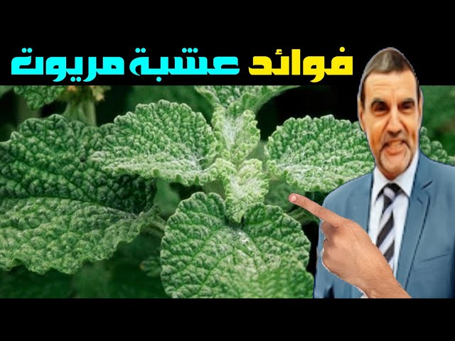 فوائد عشبة مريوت / الدكتور محمد الفائد.