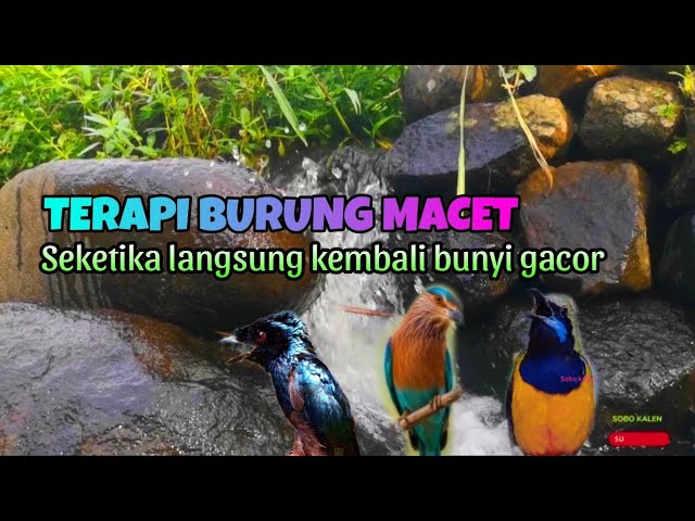 TERAPI AIR  RELAKSASI UNTUK SEMUA JENIS BURUNG STRES MACET BUNYI AGAR KEMBALI BUNYI