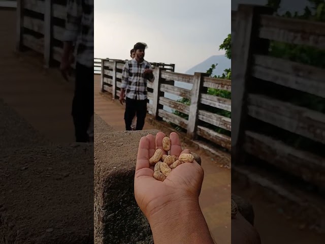 Peanut 🥜 Given to the Monkey's #bandar #manga #Monkeyvideo #Monkeyeating #animals #monkey #funny