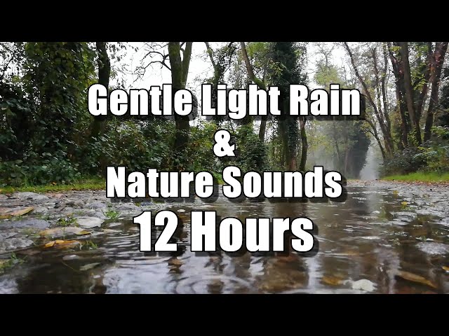 🌧 GENTLE LIGHT RAIN on Footpath, Birdsong & Nature Sounds for Sleeping | 12 Hours | Relax or Study